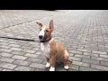 Miniature Bullterrier puppy for sale