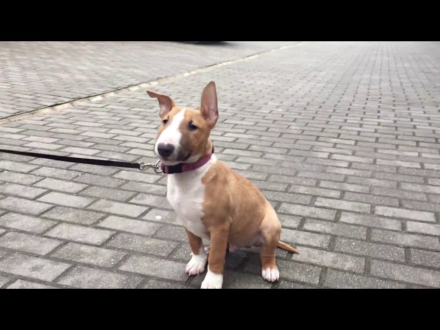 Mini Bullterrier welpen kaufen