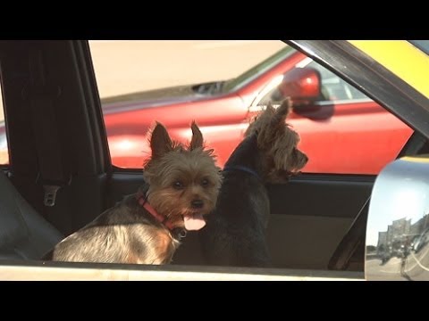 Pet Owners Charged for Leaving Dogs Inside Hot Parked Cars