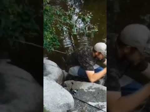 Searching For Fish In Langley.