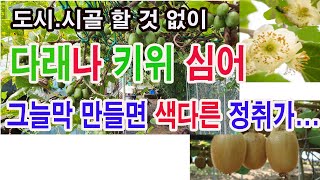 다래나 키위 심어 그늘막 만들면 색다른 정취가(다래 재배, 키위재배 하여 그늘막 만들기. 다래 특성, 키위 …
