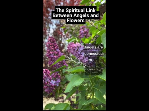 The Hidden Link Between Angels and Flowers  🙏🌷 🌸