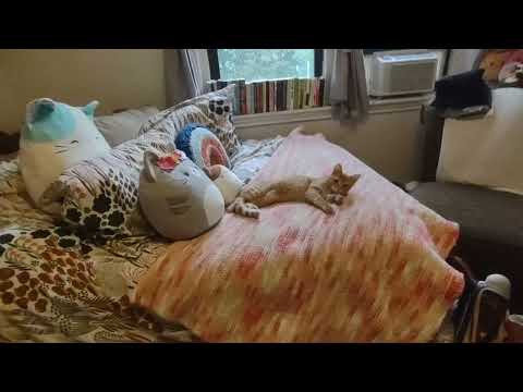 27 Egremont Rd #1 Brighton