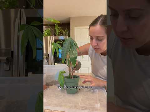 Saving my rotten money tree #plantcare #moneytree #planthelp