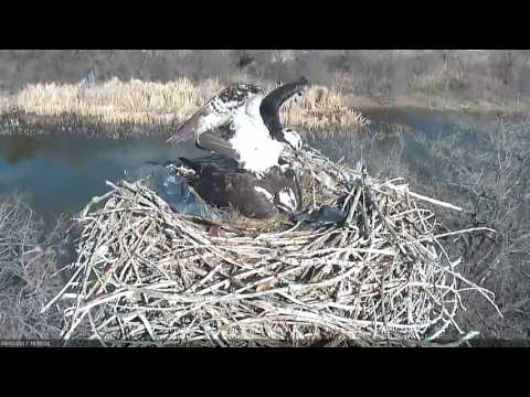 4/2/17 Mating - Boulder County Osprey Cam