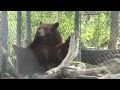 OC Zoo Black Bear Training