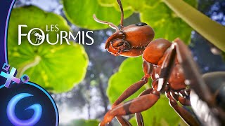 Vidéo Les Fourmis