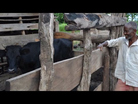 Watch Improving People’s Livelihoods with SolutionMUS: Small Livestock on YouTube