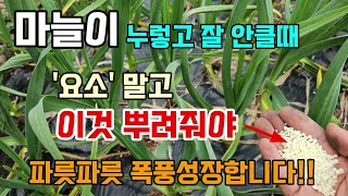 마늘/양파 추비 줄때 요소말고 이것 뿌려줘야 누렇던 잎도 파릇파릇 폭풍성장 굵은 마늘 수확합니다 #마늘농사 …