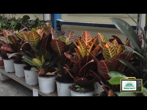 Rreze Dielli, 30 prill - Sekretet e luleve pranverore, si të arredojmë kopshtet dhe ballkonet tona