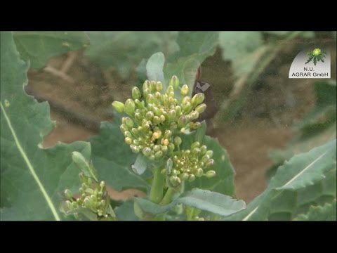 34. Feldexkursion: An die Bienen denken beim Insektizideinsatz - NU Agrar, 13.04.2016