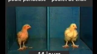 SAVEZ VOUS CE QUE VOUS MANGEZ ?