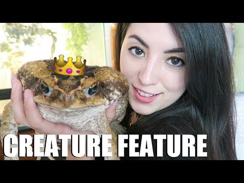 我的大蟾蜍!| 海洋蟾蜍｜入侵蔗蟾｜生物特徵 (My Giant Toad! | Marine Toads | Invasive Cane Toad | Creature Feature)