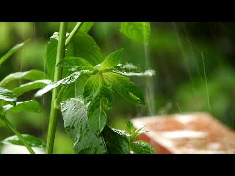 Rain Sound Effect - Royalty Free Sound Effects ( No copyright )