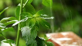 Download lagu Rain Sound Effect - Royalty Free Sound Effects ( No copyright ) mp3 Download lagu Rain Sound Effect - Royalty Free Sound Effects ( No copyright ) mp3