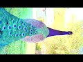 Bagan De Vich Kanth Kaler Guru Ravidas Ji New Punjabi Song Full HD Video 2022 Manoj Antwal