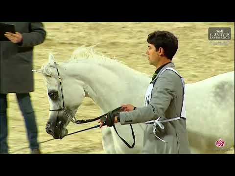 N 149 NAYRA SINAI   Kuwait International Egyptian Event 2023   Mares 4 6 Years Old Class 7B