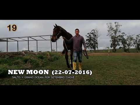 Lote NEW MOON (BRZ)