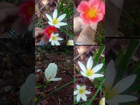 Nature beauty 😍😍