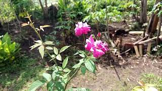 Download lagu 17 lagu cover terbaik pop dan slow rock legendaris mp3