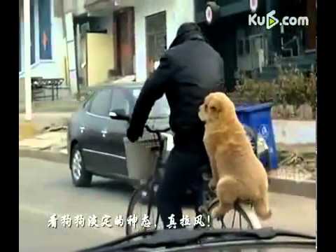 小狗搭順風單車
