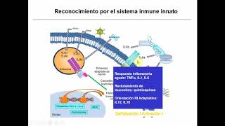 Sistem inmune (Parte 3) - Biología Celular y Tisular