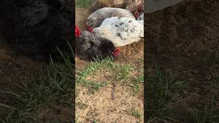 Roosters - They Can’t Be Trusted.  #rooster #chickens #hens