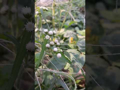 Natural view  #nasrin #creation