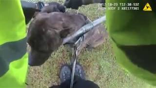 VIDEO: Greenville County deputy rescues dog