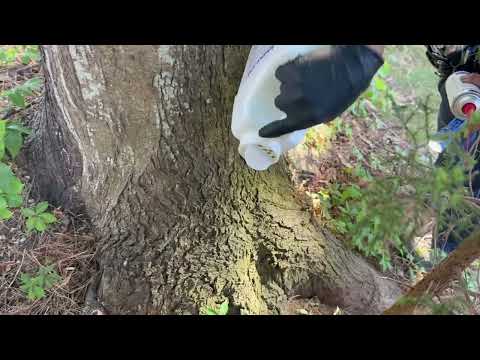 Came Across Carpenter Ants Harboring in Tree...