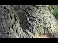 Came Across Carpenter Ants Harboring in Tree in Mantoloking, NJ