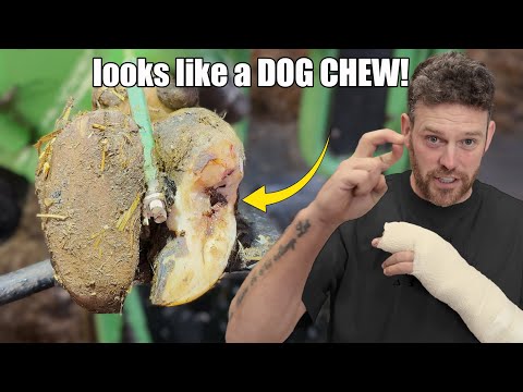 A DEEP HOLE, removing bandages …. And HEALING cows feet 😄