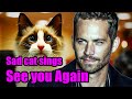 Sad Cat singing "See You Again" (Wiz Khalifa ...