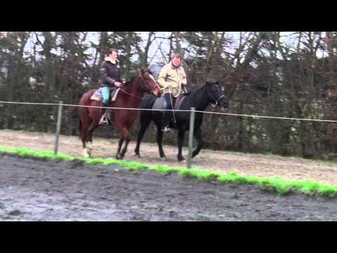 Ebano, Paso Peruano/ Tölt.Traber Januar 12 Handpferd