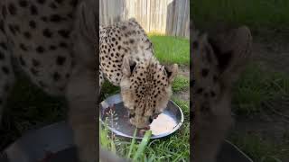 This is Jess! A carnivore care specialist. 🐆