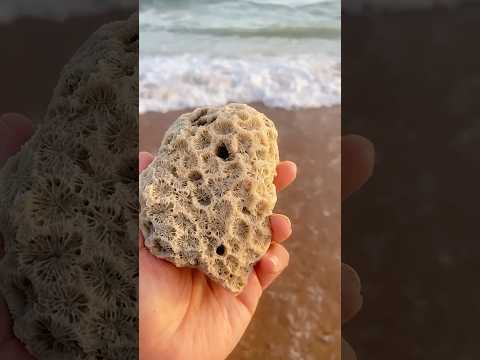 I found beautiful coral from Karachi turtle beach #coral #karachibeach #seatreasures #beachvibes