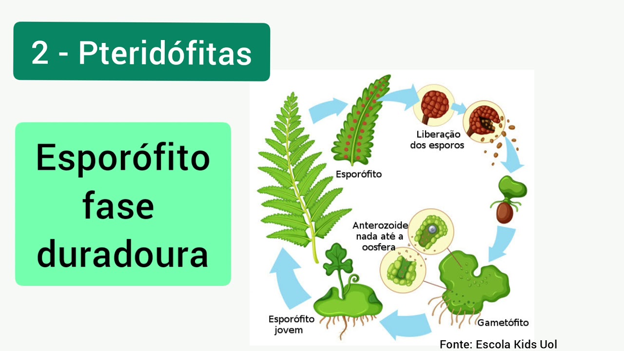 Reprodução das Plantas