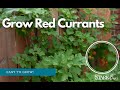 Delicious And Easy To Care For The Red Currant