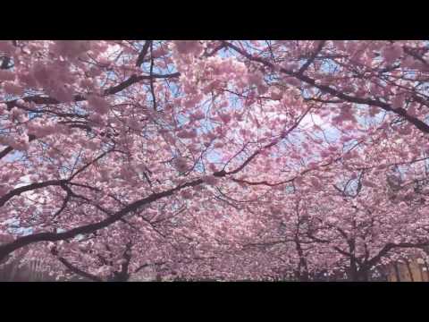 Prunus Accolade  Se de japanska körsbärsträden i Kungsträdgården i Odlingsdagboken Odla egna