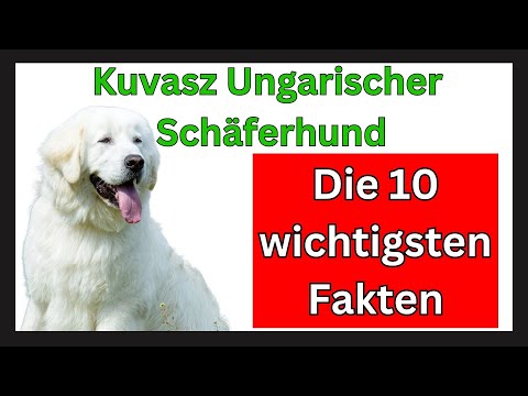 , title : 'Kuvasz Ungarischer Schäferhund Hunderasse 🐶 Die 10 wichtigsten Fakten'