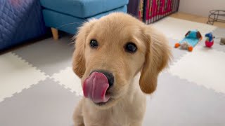 【Snack time】Golden retriever puppy BisukeI ate horse meat and turkey