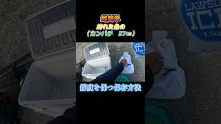 超簡単！釣った魚（カンパチ　37㎝）を鮮度を保つ方法で保存してみた。#shorts #釣り #ショアジギング