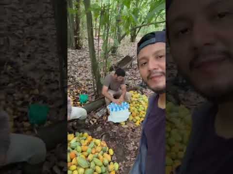 #cosechando_cacao 💚🇧🇴#Beni #Baures #Bolivia #DSA