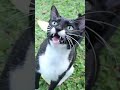 Tuxedo Cat Meowing For Food Catmeow Meowing Catvideos Cat Hungrycats Kitty