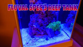 How to setup a Fluval SPEC 3 Reef tank, Green Star Polyps GSP in the tank