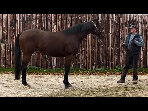 Crystal Ocean at The Beeches Stud