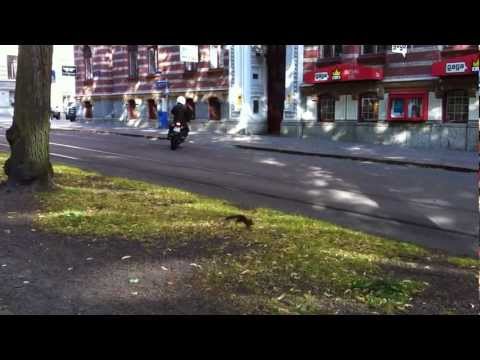 Squirrel on Vasagatan, Göteborg