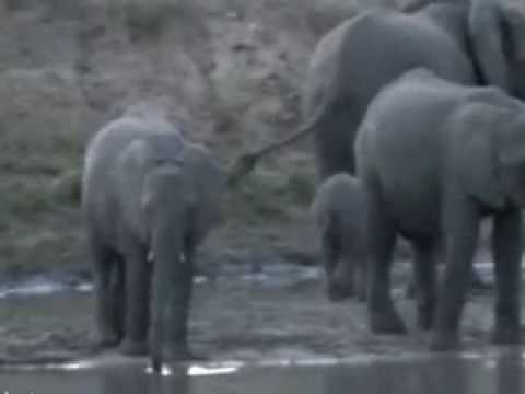 Elephant with short trunk caused by snare?