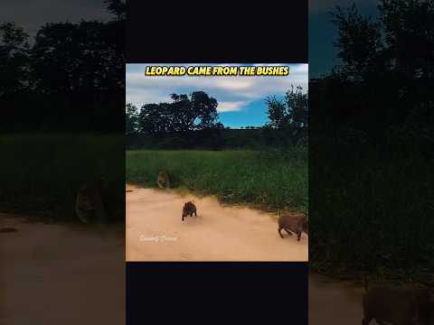 Leopard Hunting Warthog #leopard #warthog #animals #wildlife #trending #shorts