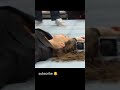 Randy Orton Hit Triple H Wife Shorts Wwe Sahilwwe